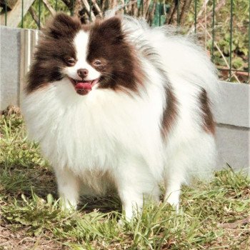 chien Spitz allemand Party color Taltoska Pomeranians Paradise