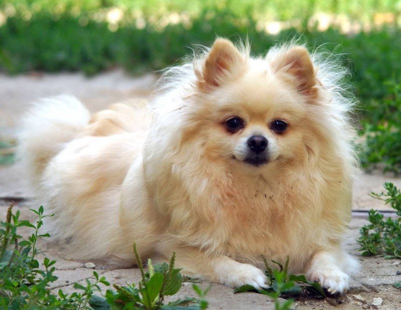 Baxar Femelle Spitz allemand Baxar Femelle Spitz allemand