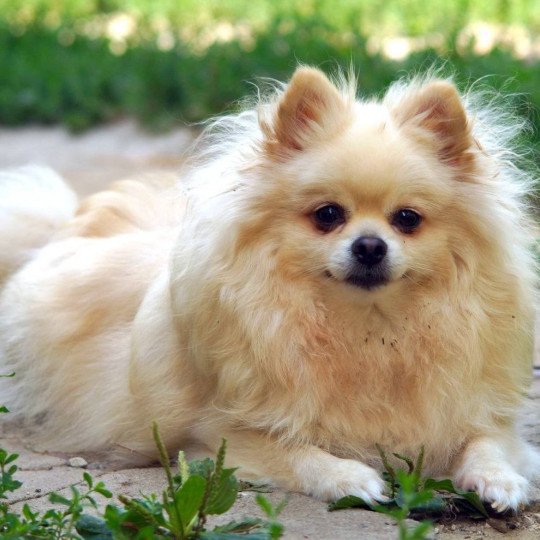 Baxar Femelle Spitz allemand