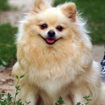 chien Spitz allemand Baxar Pomeranians Paradise chien Spitz allemand Baxar Pomeranians Paradise
