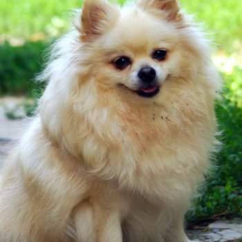 chien Spitz allemand Baxar Pomeranians Paradise chien Spitz allemand Baxar Pomeranians Paradise