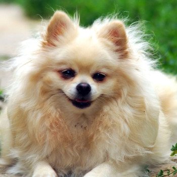 chien Spitz allemand Baxar Pomeranians Paradise chien Spitz allemand Baxar Pomeranians Paradise