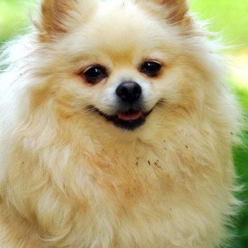 chien Spitz allemand Baxar Pomeranians Paradise chien Spitz allemand Baxar Pomeranians Paradise