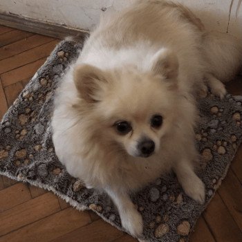 chien Spitz allemand Baxar Pomeranians Paradise chien Spitz allemand Baxar Pomeranians Paradise
