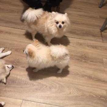 chien Spitz allemand Baxar Pomeranians Paradise chien Spitz allemand Baxar Pomeranians Paradise