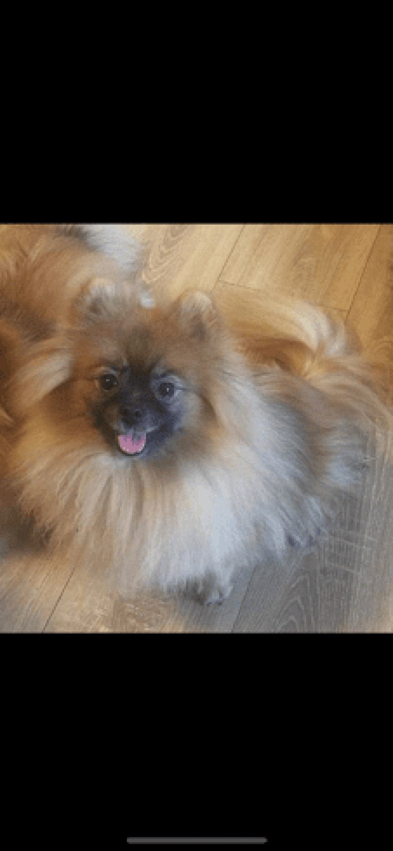 Bayar Femelle Spitz allemand Bayar Femelle Spitz allemand