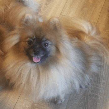 chien Spitz allemand Bayar Pomeranian Paradise chien Spitz allemand Bayar Pomeranian Paradise