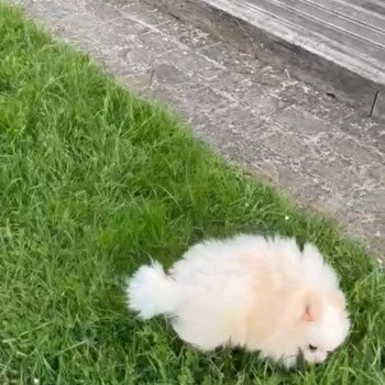 chien Spitz allemand blanc Billy Billy Pomeranians Paradise chien Spitz allemand blanc Billy Billy Pomeranians Paradise