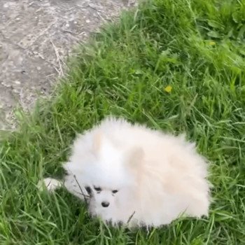 chien Spitz allemand blanc Billy Billy Pomeranians Paradise chien Spitz allemand blanc Billy Billy Pomeranians Paradise