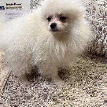chien Spitz allemand blanc Billy Billy Pomeranians Paradise chien Spitz allemand blanc Billy Billy Pomeranians Paradise