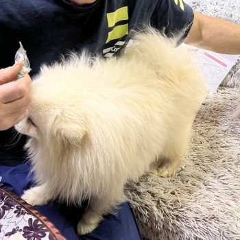 chien Spitz allemand blanc Billy Billy Pomeranians Paradise chien Spitz allemand blanc Billy Billy Pomeranians Paradise