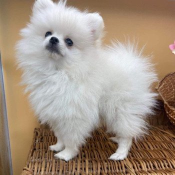 chien Spitz allemand blanc Billy Billy Pomeranians Paradise chien Spitz allemand blanc Billy Billy Pomeranians Paradise