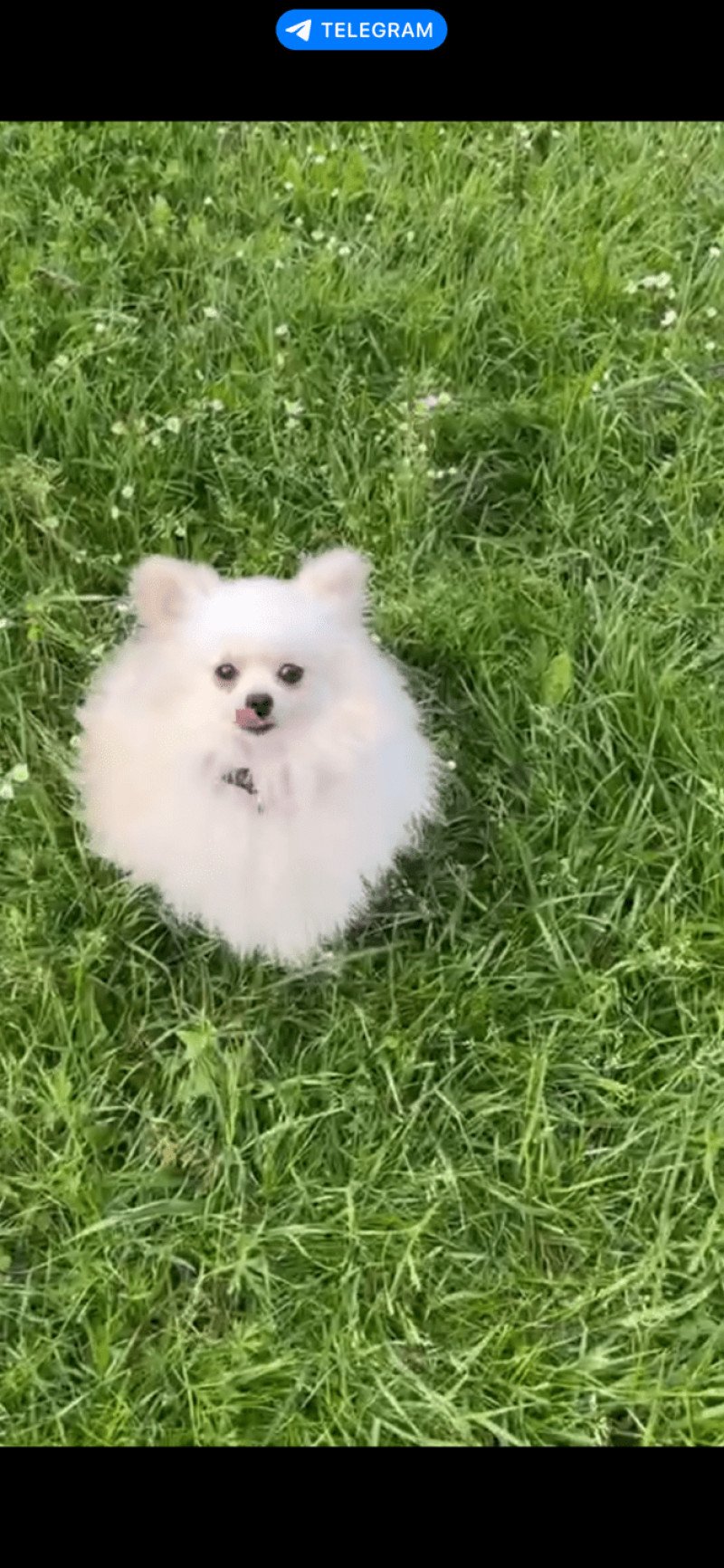 Billy. Mâle Spitz allemand Billy. Mâle Spitz allemand