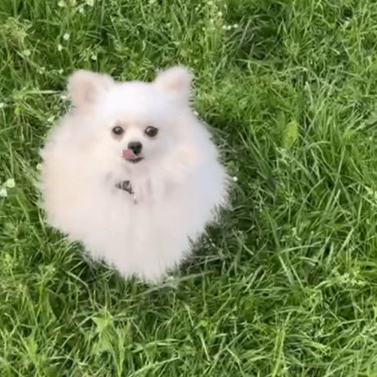 Billy. Mâle Spitz allemand