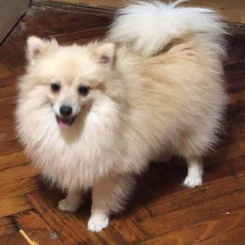 chiot Spitz allemand Creme Billy Pomeranian Paradise chiot Spitz allemand Creme Billy Pomeranian Paradise