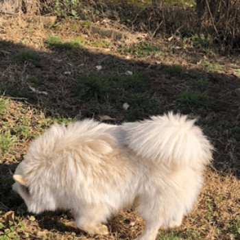 chiot Spitz allemand Creme Simba Pomeranian Paradise chiot Spitz allemand Creme Simba Pomeranian Paradise