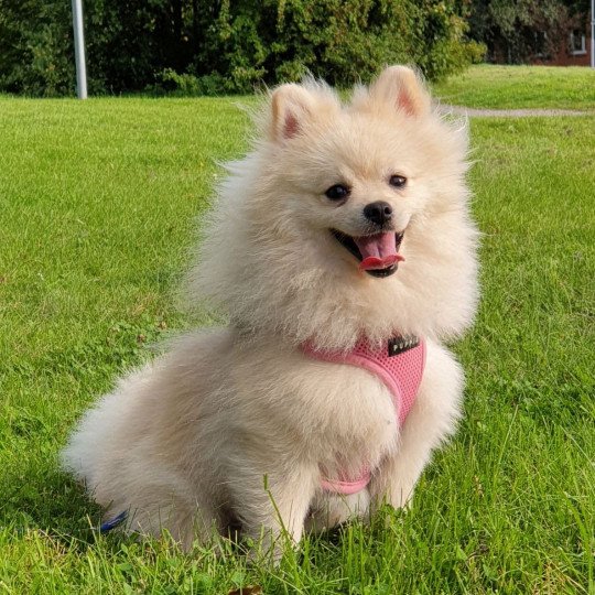 Simba Mâle Spitz allemand