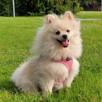 chiot Spitz allemand Creme Simba Pomeranian Paradise chiot Spitz allemand Creme Simba Pomeranian Paradise