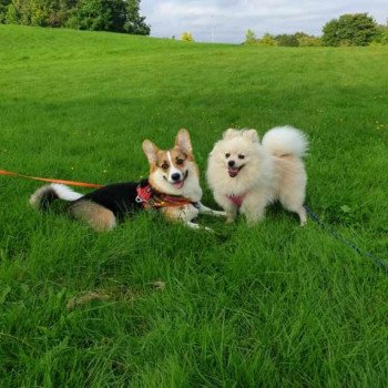 chiot Spitz allemand Creme Simba Pomeranian Paradise chiot Spitz allemand Creme Simba Pomeranian Paradise