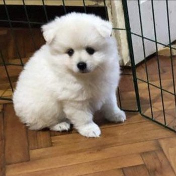 chiot Spitz allemand Creme Simba Pomeranian Paradise chiot Spitz allemand Creme Simba Pomeranian Paradise