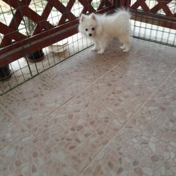 chiot Spitz allemand Bingo Pomeranians Paradise