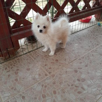 chiot Spitz allemand Bingo Pomeranians Paradise