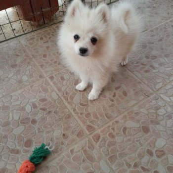 chiot Spitz allemand Bingo Pomeranians Paradise