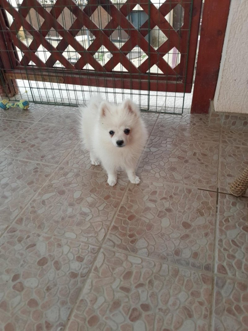 Bingo Mâle Spitz allemand