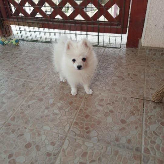 Bingo Mâle Spitz allemand