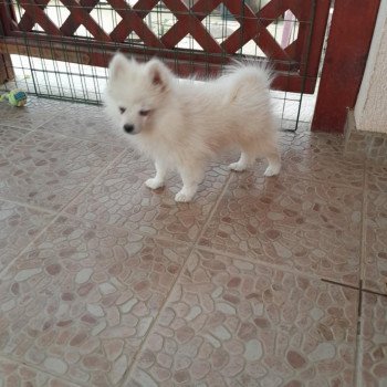 chiot Spitz allemand Bingo Pomeranians Paradise