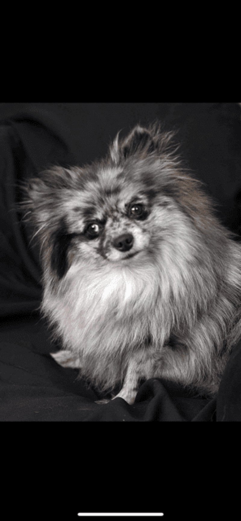 Belluska Femelle Spitz allemand