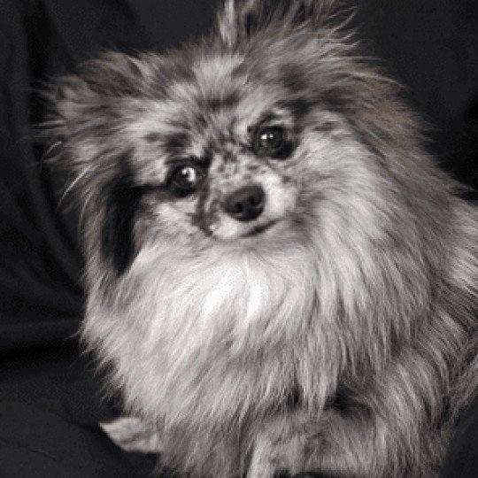 Belluska Femelle Spitz allemand