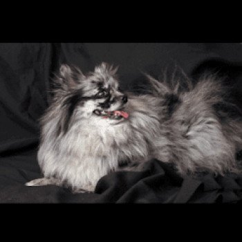 chien Spitz allemand Blue Merle Blyushka Pomeranian Paradise