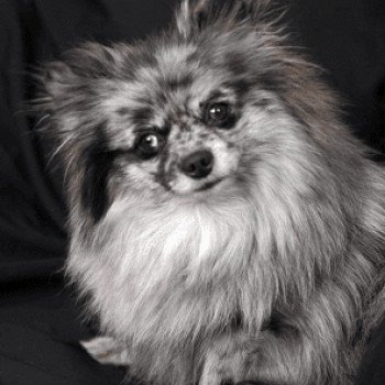 chien Spitz allemand Blue Merle Blyushka Pomeranian Paradise