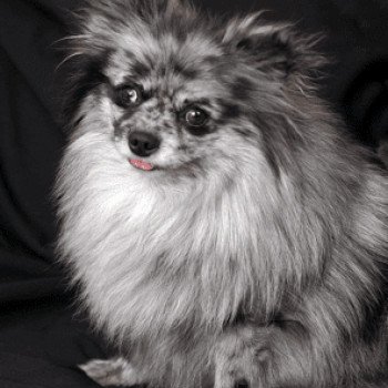 chien Spitz allemand Blue Merle Blyushka Pomeranian Paradise