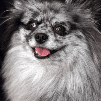 chien Spitz allemand Blue Merle Blyushka Pomeranian Paradise