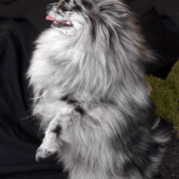 chien Spitz allemand Blue Merle Blyushka Pomeranian Paradise