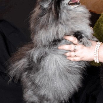 chien Spitz allemand Blue Merle Blyushka Pomeranian Paradise