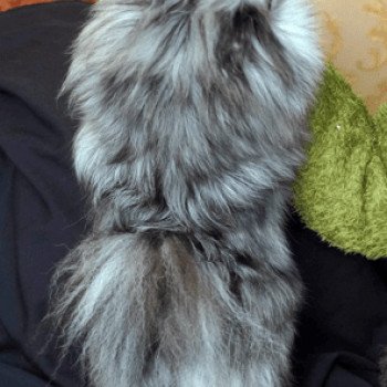 chien Spitz allemand Blue Merle Blyushka Pomeranian Paradise