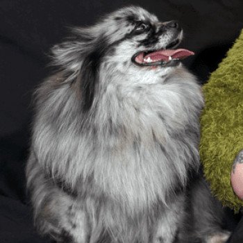 chien Spitz allemand Blue Merle Blyushka Pomeranian Paradise