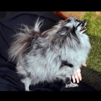 chien Spitz allemand Blue Merle Blyushka Pomeranian Paradise