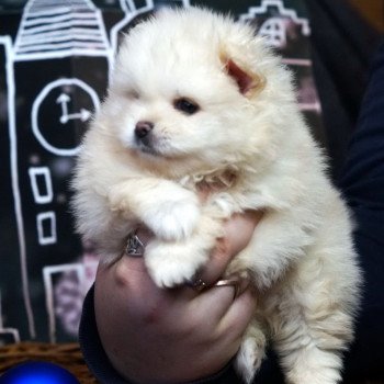 chiot Spitz allemand Chanel Pomeranians Paradise