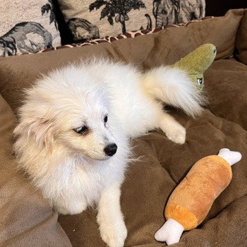 chiot Spitz allemand Chanel Pomeranians Paradise