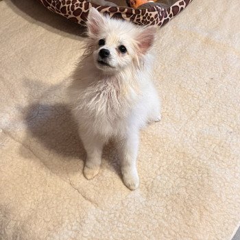 chiot Spitz allemand Chanel Pomeranians Paradise