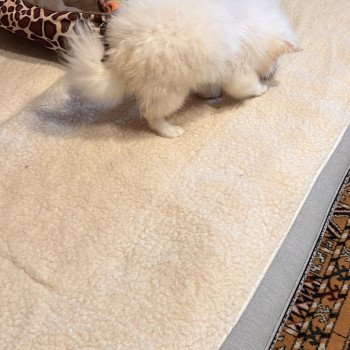 chiot Spitz allemand Chanel Pomeranians Paradise