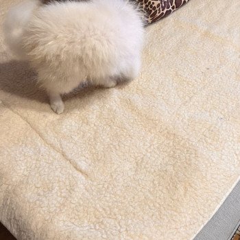 chiot Spitz allemand Chanel Pomeranians Paradise