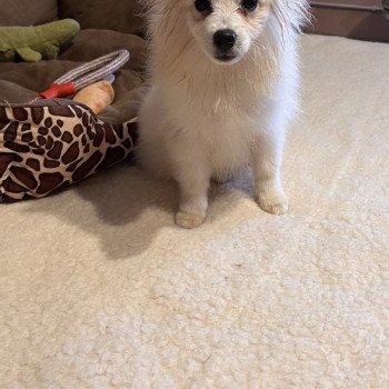 chiot Spitz allemand Chanel Pomeranians Paradise