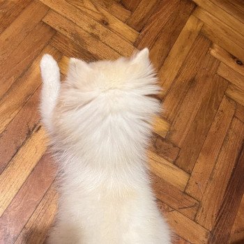 chiot Spitz allemand Chanel Pomeranians Paradise