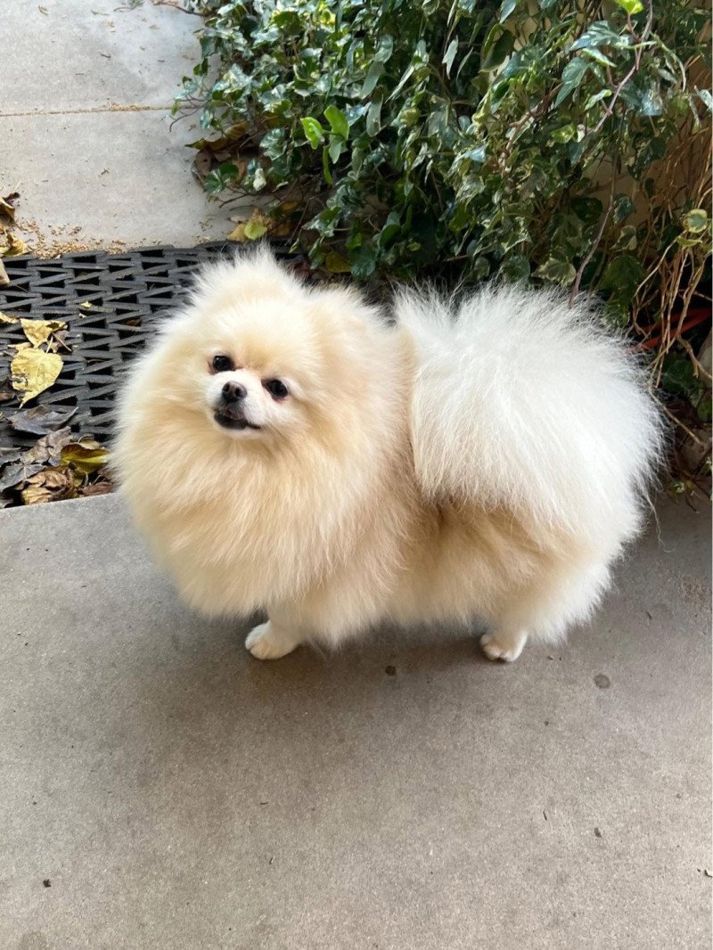 Chanel Femelle Spitz allemand