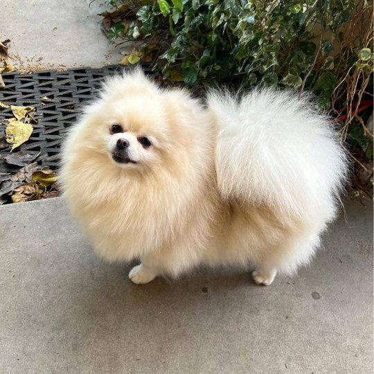 Chanel Femelle Spitz allemand
